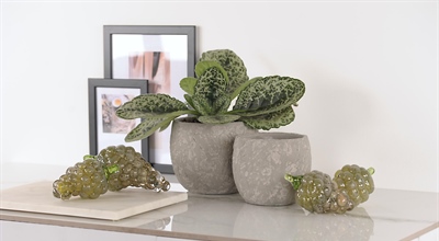 Herbst, Weihnacht, alle